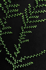 Beautiful creeper plant Rhaphidophora korthals with green leaves grows on a black wall