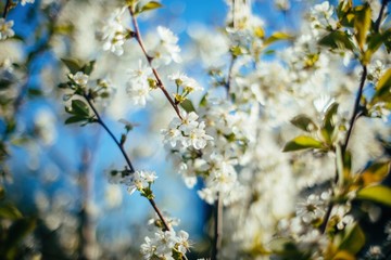 Spring blossom tree soft focus 