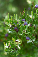 Purple mountain berries - Cradle Mountain, Tasmania, Australia