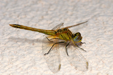 dragonfly a fast-flying long-bodied predatory insect