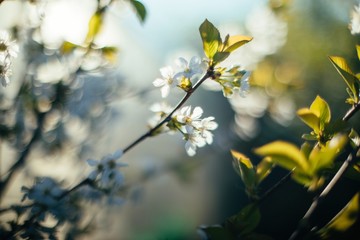 Delicate blooming branch 