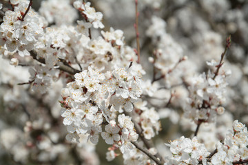 white apple flower beautiful spring brunch