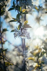 Spring blossom tree soft focus 