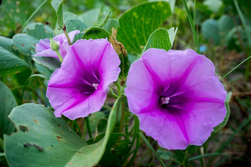 Beach Moonflower. Beautiful purple flower and green leaf