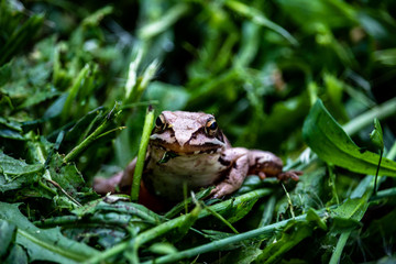 Fototapeta premium A tiny frog looking for food in the sea of greenery.