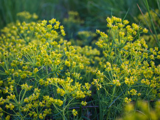 Wilczomlecz sosnka (Euphorbia cyparissias L.) – gatunek rośliny należący do rodziny wilczomleczowatychjest rośliną trującą 