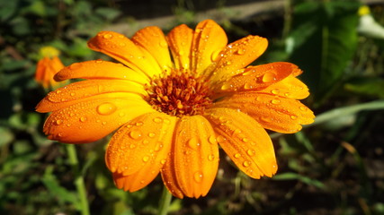 A beautiful summer flower captured in all its beauty on a warm summer morning. The sun's rays gently touch the petals of the flower creating small drops of dew.