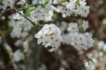 white apple flower beautiful spring brunch