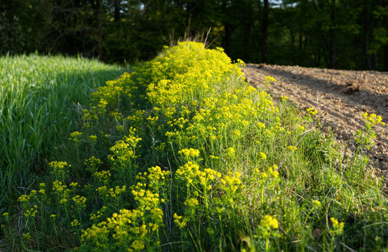 Wilczomlecz sosnka (Euphorbia cyparissias L.) &ndash; gatunek rośliny należący do rodziny wilczomleczowatychjest rośliną trującą 