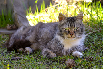 cat on the grass