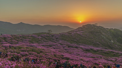 Plakat Sunrise in the beautiful azalea mountain