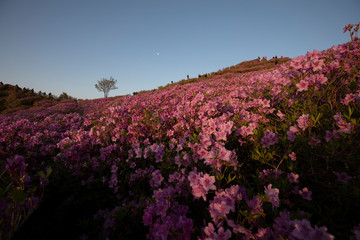 Fototapeta premium Morning scenery in the mountains where azaleas bloom beautifully