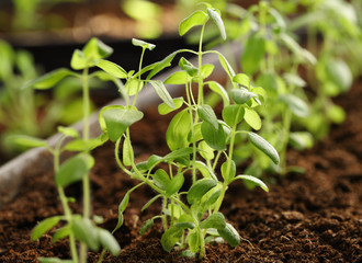 Antirrhinum Flowers. Young seedlings planted on prepared soil.