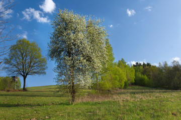 Wiosenna sceneria pól i łąk z kwitnącą dziko rosnącą  Gruszą pospolitą  (Pyrus communis L.) w roli głównej