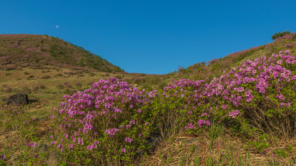 Obraz premium Morning scenery in the mountains where azaleas bloom beautifully