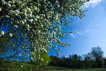 Fototapeta Wiosenna sceneria pól i łąk z kwitnącą dziko rosnącą  Gruszą pospolitą  (Pyrus communis L.) w roli głównej obraz