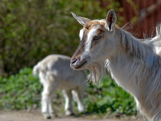 portrait of a goat