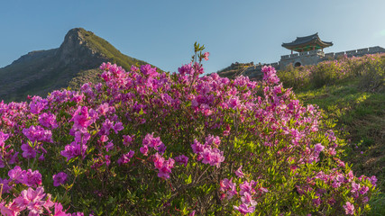 Obraz premium Morning scenery in the mountains where azaleas bloom beautifully