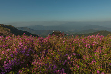 Morning scenery in the mountains where azaleas bloom beautifully