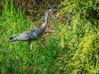 Heron Deep In Weeds.
