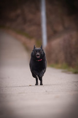 puppy of schipperke is running on road. She is so happy and crazy dog. She loves moving.