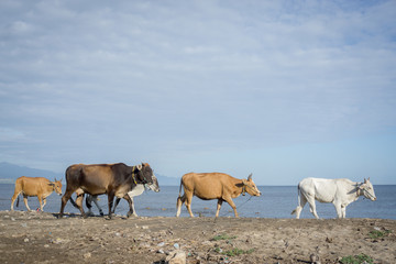 Cows in the beach. Found this moment in Samota Beach, Sumbawa, Indonesia