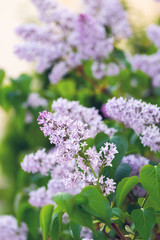 Closeup of a beautiful flowering branch of lilac.