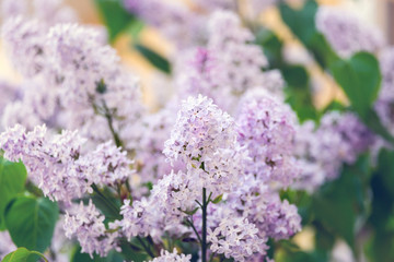Fototapeta na wymiar Closeup of a beautiful flowering branch of lilac.