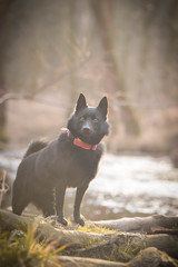 Young female of schipperke is sitting on trunk near to the water. She has so nice face. She is so patient model.