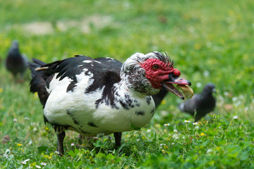 Greylag goose eating in a field on the edge of a lake, with very colorful faces in the foreground looking towards the camera