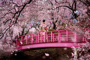 traveller girl walk on the wooden bridge in sakura flower garden