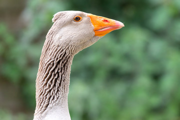 Greylag goose eating in a field on the edge of a lake, with very colorful faces in the foreground looking towards the camera