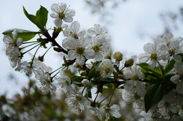 Flowers of the cherry blossoms on a spring day