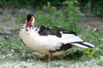 Greylag goose eating in a field on the edge of a lake, with very colorful faces in the foreground looking towards the camera