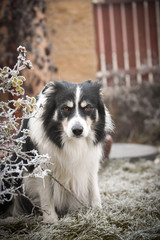 Adult male of border collie is sitting in frozen grass  He is so cute. Winter in Prague.