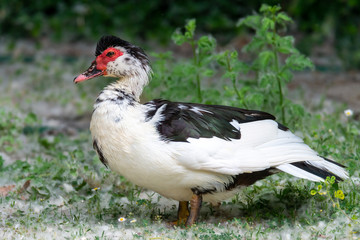 Greylag goose eating in a field on the edge of a lake, with very colorful faces in the foreground looking towards the camera