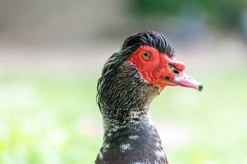 Greylag goose eating in a field on the edge of a lake, with very colorful faces in the foreground looking towards the camera