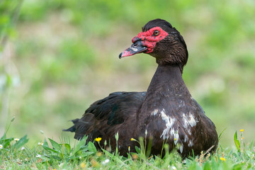 Greylag goose eating in a field on the edge of a lake, with very colorful faces in the foreground looking towards the camera