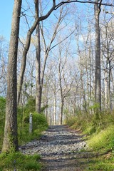Obraz premium path in the forest