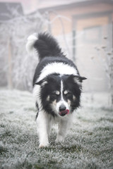 Border collie is running in winter in grass. He is running to his breader.