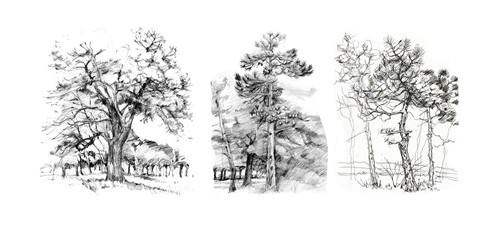 Hand-drawn graphic illustration. Trees in a park in a forest. Print, textile. Vintage, sketch, doodle, retro. Nature, pine, spruce. Set separately on a white background. Seamless pattern.
