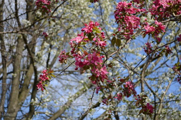blooming paradise apple tree - red flowers and leaves of the paradise apple trees