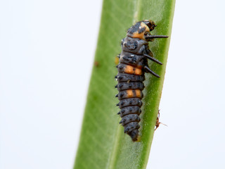 Seven-spotted ladybug larva on an oleander leaf, coccinella septempunctata.