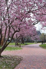Cherry blossoms in spring