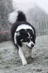Naklejka na ściany i meble Border collie is running in winter in grass. He is running to his breader.