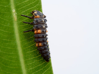 Seven-spotted ladybug larva on an oleander leaf, coccinella septempunctata.
