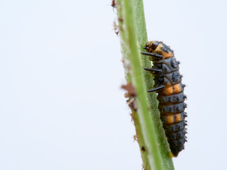 Seven-spotted ladybug larva on an oleander leaf, coccinella septempunctata.