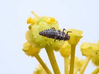 Seven-spotted ladybug larva on an oleander leaf, coccinella septempunctata.