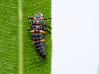 Seven-spotted ladybug larva on an oleander leaf, coccinella septempunctata.
