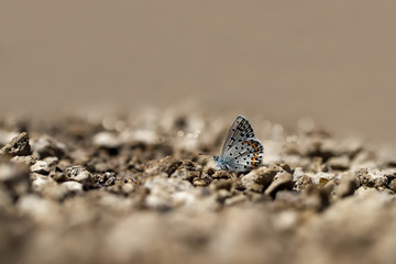 Bavius Blue / Rubrapterus bavius